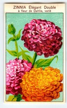 1920&#39;s Flower Seed Art Print ZINNIA ELEGANT Lithograph Original Vintage Unused - £10.03 GBP