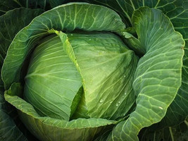 SML 200 Cabbage Seeds Brunswick Heirloom Non-Gmo Fast Shipping - $10.00