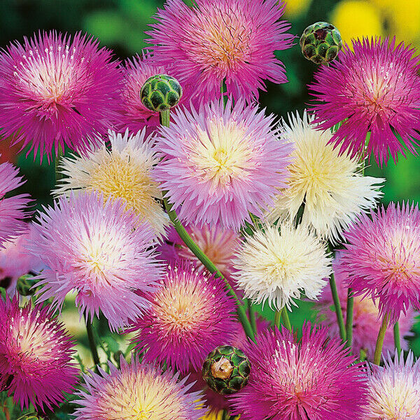 50 Pink Purple White Sweet Sultan Flower Flowers Perennial Seeds - $15.99