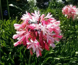 SL 25 Seeds Pink Agapanthus Africanus Flowers Beautiful Blooms Planting Garden - £3.38 GBP