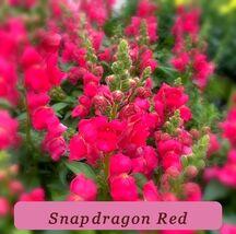 5849 snapdragon red pop thumb200