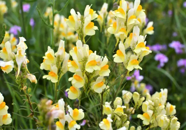 500 Butter &amp; Eggs Toadflax Linaria Vulgaris Wild Snapdragon Yellow Flower Seeds  - £7.86 GBP