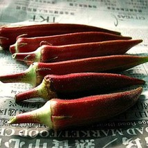 Red Velvet Okra Colorful 20 Seeds Gorgeous Plant Loves Summer Heat 55 Da... - $4.68