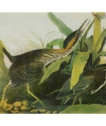 Green Heron Bird 1946 Color Art Print John James Audubon Nature DWV2C - €34,45 EUR
