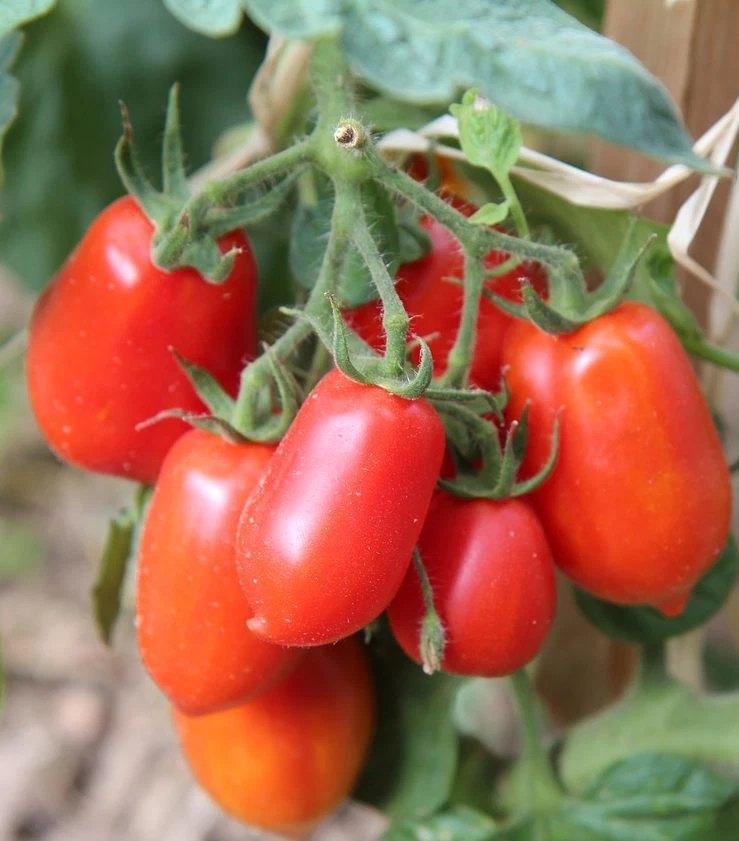 Exclusive San Marzano Heirloom Live Starter Plants 4-6 In Set Of 2 - $85.08 MXN
