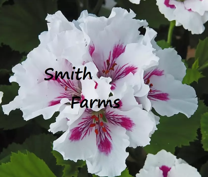 25+ Seeds White Pink Martha Washington Germanium Flowers Lots of Blooms Garden - $7.80