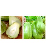 60 pcs Chayote Seeds Outdoor Fruit Vegetables Plant for Flower Pot Planters - $23.15 CAD