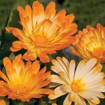 New Fresh Seeds Calandula Oopsy Daisy - $14.98