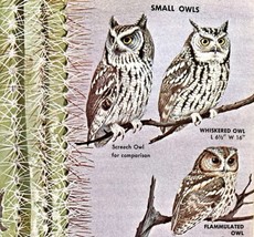 Small Owls Varieties And Types 1966 Color Bird Art Print Nature ADBN1Q - £15.97 GBP