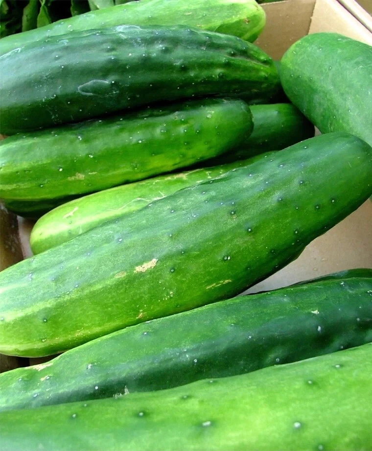 25+ Ashley Long Cucumber Seeds ------------------- HEIRLOOM - NON GMO - ... - $7.38