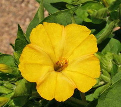 100 Yellow Four O’Clock Flower Seeds Mirabilis Jalapa - $7.99