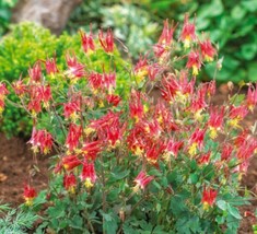 Columbine Eastern Red Perennial Partshade Attracts Pollinators NonGMO 200 Seeds - £8.69 GBP