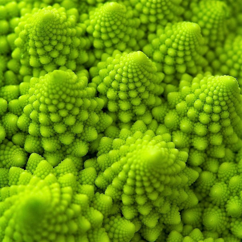 500 ROMANESCO BROCCOLI Broccoflower Cauliflower Brassica Vegetable Seeds * - $14.56