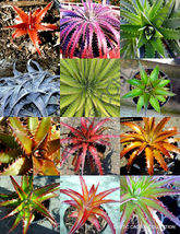 25 Seeds Color Dyckia Mix Exotic Succulent Hetchia Agave Xeriscaping Aloe Seed - £14.05 GBP