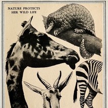 1937 Animal Weapons and Armor Print Natural History Giraffe Sloth Zebra DWN8B - £23.97 GBP