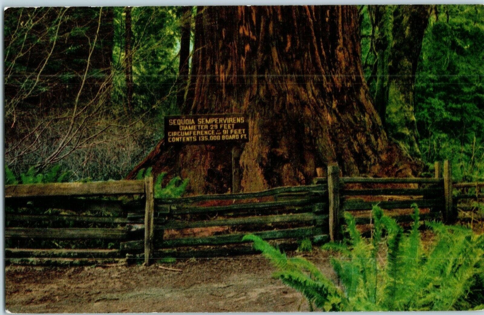Prairie Creek Redwoods State Park Sequoia Sempervirens Tree California P... - $4.42