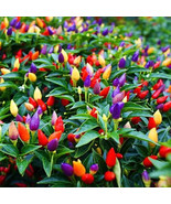 LKS Numex Twilight Pepper Seeds 20 Amazing Color Home Garden - €11,13 EUR