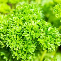 Curled Parsley - Seeds - Organic - Non Gmo - Heirloom Seeds – Herb Seeds - £4.78 GBP