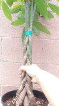 Money Tree / Feng Shui Plant / Good Luck Tree  #STR11 - $180.17