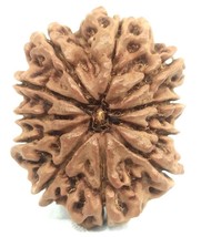 Super Collector 11 mukhi Rudraksha - 29.65 mm - Nepal - IGL Certified - $272.24