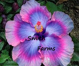 25 Blue Pink Purple Hibiscus Flowers Seeds Fresh Garden - $13.50