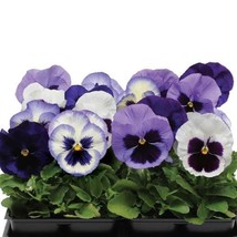 New Seeds Pansy Seeds Pansy Matrix Ocean Breeze Mix 25 Seeds Extra Large Flowers - $18.84