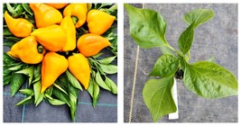 Pepper Orange Lesya starter plant Garden - $22.99