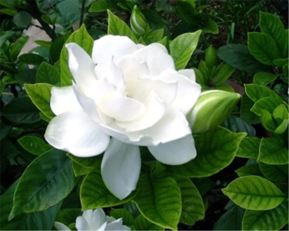 20 SEEDS pure white GARDENIA fragrant - $10.91
