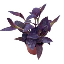 Tradescantia pallida, Purple Heart, 4 inch, Wandering jew, purple queen - £22.31 GBP