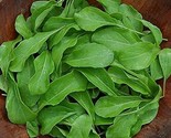 500 Seeds Arugula Seeds Astro Heirloom Organic Non Gmo Fresh Fast Shipping - $8.99