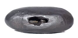 Raro Hamsa Shaligram - Río Gandaki Nepal - €106,72 EUR