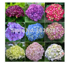 100pcs/pack hydrangea seeds, potted balcony, planting is simple, budding rate of - £6.40 GBP