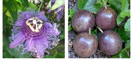 1 Live Plant Passion Fruit - Possum Purple - Passiflora edulis  - £27.33 GBP