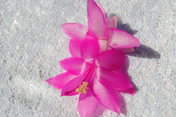 Christmas Cactus Starter Plant Pink Panther Schlumbergera Truncata Fresh Garden - £22.71 GBP