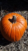 HGBO 30 Seeds Large Orange Pumpkin Seeds Edible And Decorative From US - $8.35