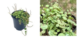 Vining Plant, String of Turtles, Peperomia prostrata, Live in a 4 inch Pot - £45.77 GBP