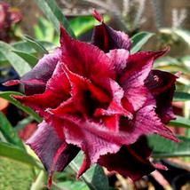 BELLFARM 20 pcs Adenium Desert Rose Seeds 5-Layer Black Dark Red Petals with Lon - £7.91 GBP