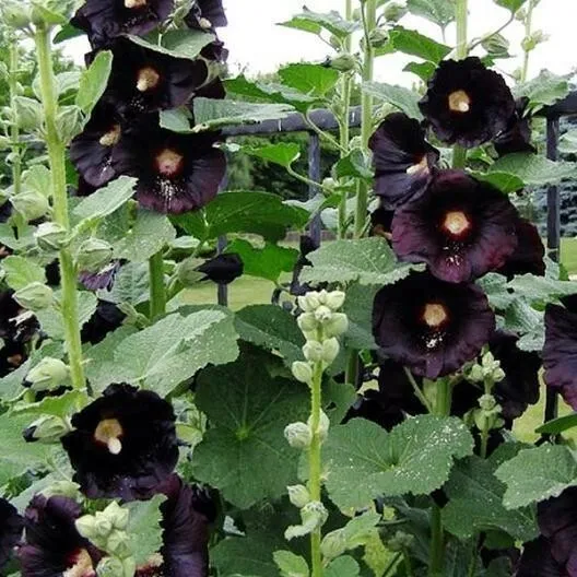 Black Hollyhock Flower 10 Seeds Plant Now Garden - £3.19 GBP