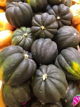 Tisseeds Table Queen Acorn Winter Squash 20 Seeds Nongmo Fast Ship Us - £6.94 GBP