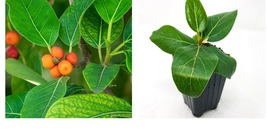 Ficus benghalensis - Audrey Fig (Banyan Tree) - Live Plant - £33.48 GBP