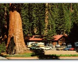 Giant Forest Sequoia National Park California CA UNP Chrome Postcard S24 - £1.53 GBP