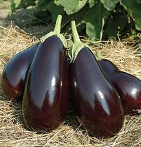 Galine F1 Hybrid Eggplant Seeds (25+ Seeds) - $4.75