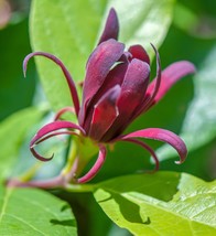 3&quot; Live Starter Plant Sweetshrub - Calycanthus California Allspice Fragr... - £23.57 GBP