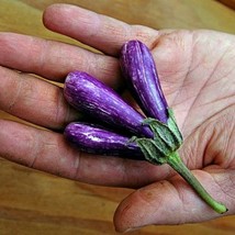 Mini Eggplant Little Fingers 10 Seeds Asian Patio Container Miniature Fr... - $88.74 MXN