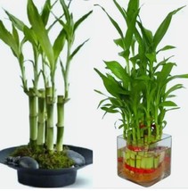 Lucky Bamboo Healthy Plants, Gift, Feng Shui, Water Plant. Lucky Bamboo ... - $3.45