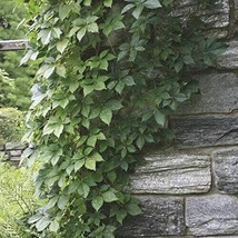 VP Ivy Virginia Creeper Parthenocissus Quinquefolia. Organically Grown 1... - £8.80 GBP