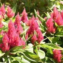 HS Celosia Plumosa  Glitters Pink  25 Seeds  - £4.76 GBP