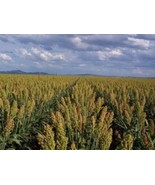 USA Mennonite Sorghum Sugar Cane Sorghum Bicolor Grain Vegetable 50 Seeds - £8.80 GBP