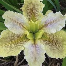 Best Louisiana Iris &#39;Wow Factor&quot;&quot; Native American Wildflower / Iris / Li... - £21.89 GBP