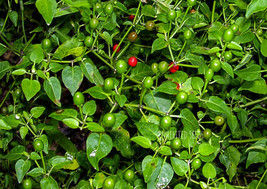 Wild Chiltepin Hot Chilli Pepper Heirloom 30+ seeds, 100% Organic Grown ... - £3.58 GBP